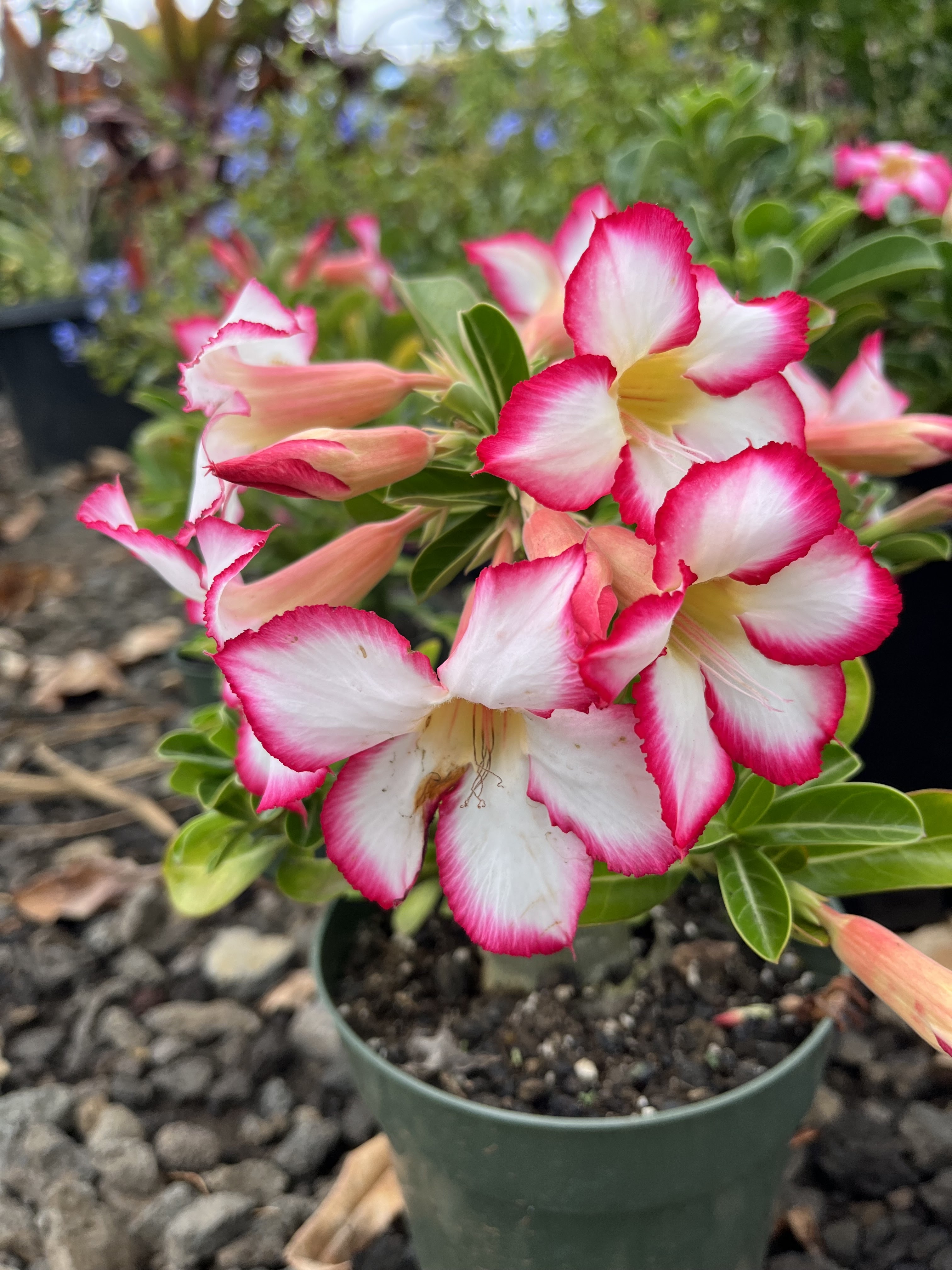 Pua Kala Nursery