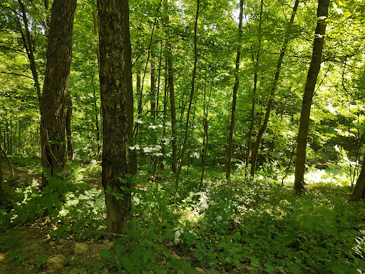 Camp Tuscazoar Foundation Inc - Thumbnail