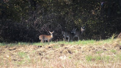 cades cove