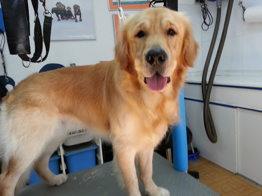 A l'Aigua Peluqueria Canina - Thumbnail