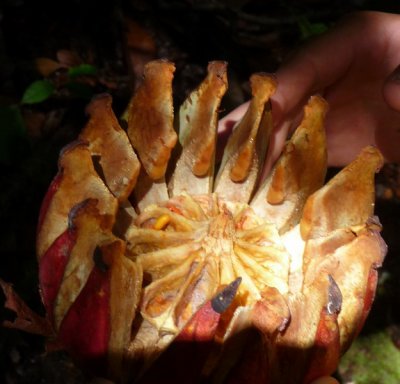 Photos of Rainforest Tours