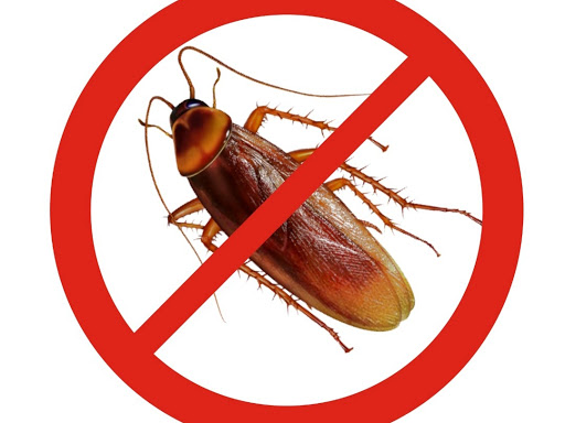 Cockroaches Control Services post image