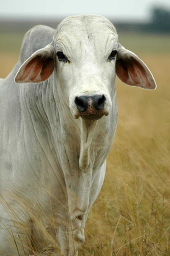 All Creatures Vet Services Monto