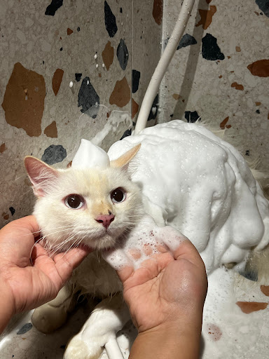 FURRY PAWS SUBANG (Pet shop , Grooming & Boarding)
