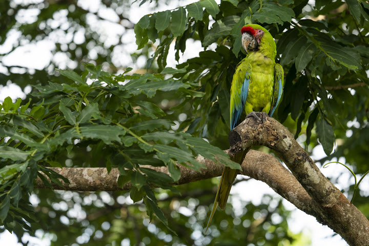 Ara Manzanillo by null