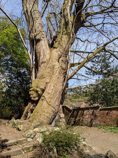 Rectory Wood - Visual