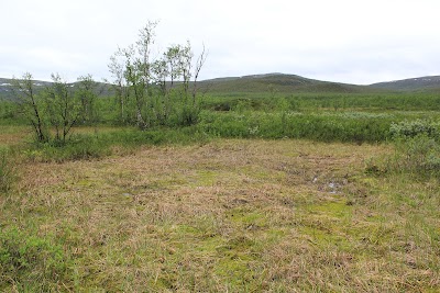 Photos of Iiton palsat