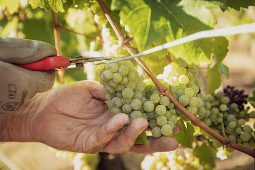 Weingut Staudt - Thumbnail