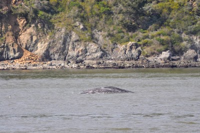 San Francisco Whale Tours