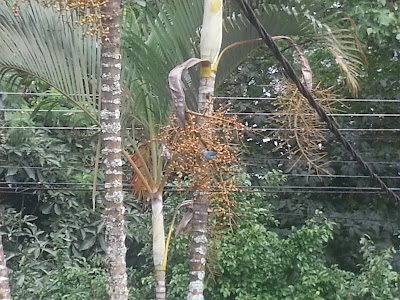 Photos of Municipal Jos&eacute; Mar&iacute;a Zeled&oacute;n Park