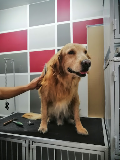 Veterinaria Infinite Lovet
