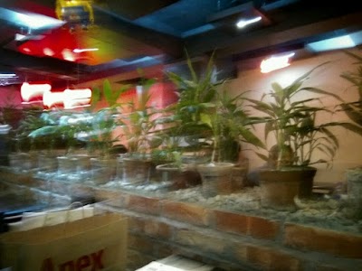 Photos of PIMIENTO