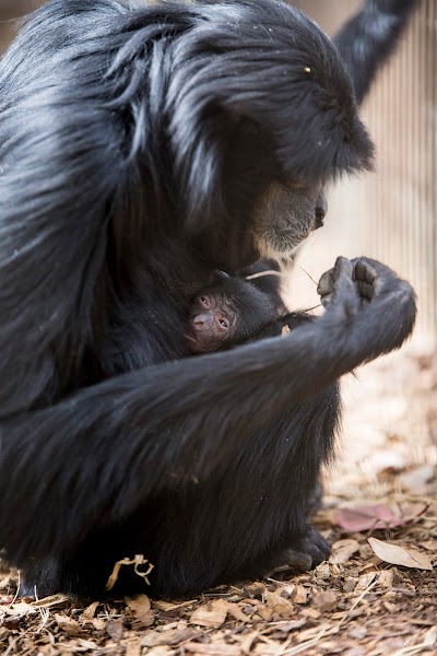 Greenville Zoo