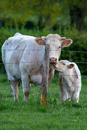 Photo n°3 de GAEC LEROY - Vente à la ferme à Montaiguët-en-Forez (Magasin de produits de la ferme)