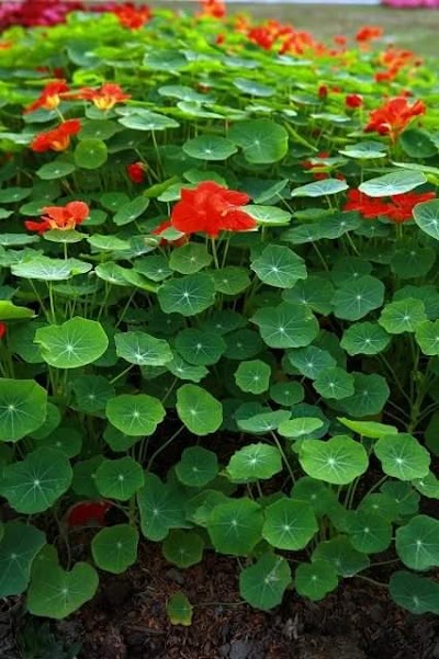 Photos of Sachar (Kolacopa) Park