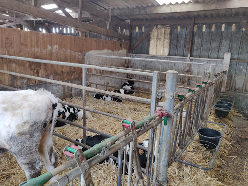 La Vache de Louvicamp