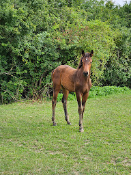 Photo n°6 de Centre Equestre de Marnay à Marnay (Pension pour chevaux)