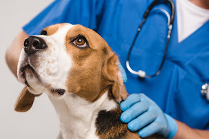 Photo n°7 de Clinique Vétérinaire Argos Mérignac à Mérignac (Vétérinaire)