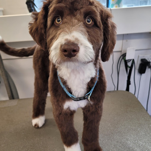 Lovely Lucy’s Dog and Cat Grooming - Thumbnail