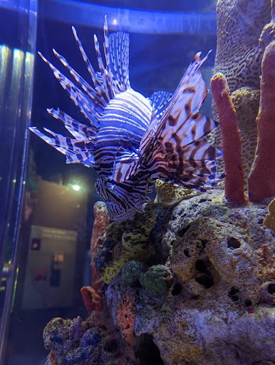Flint RiverQuarium - Thumbnail