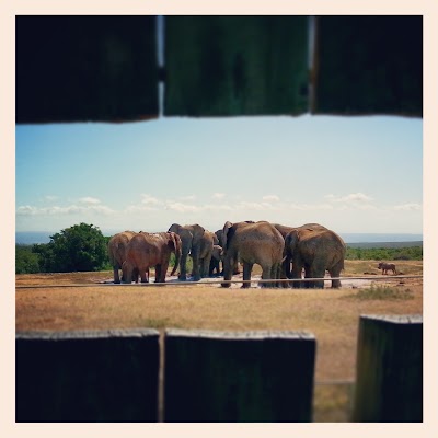 Photos of Spekboom Tented Camp