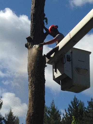 Dodd's Tree Removal - Thumbnail