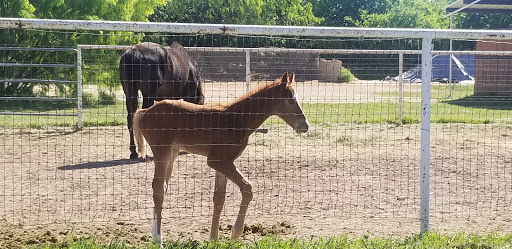 Retama Equine Hospital - Thumbnail