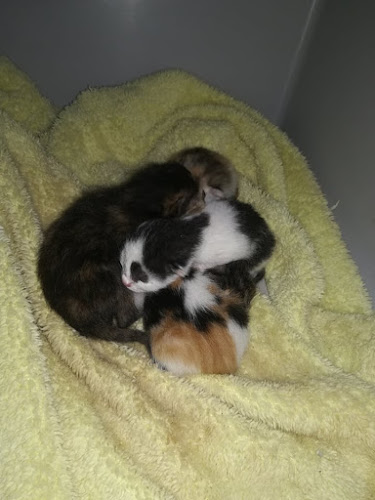 Comentarii opinii despre Ветеринарен кабинет "City vet"