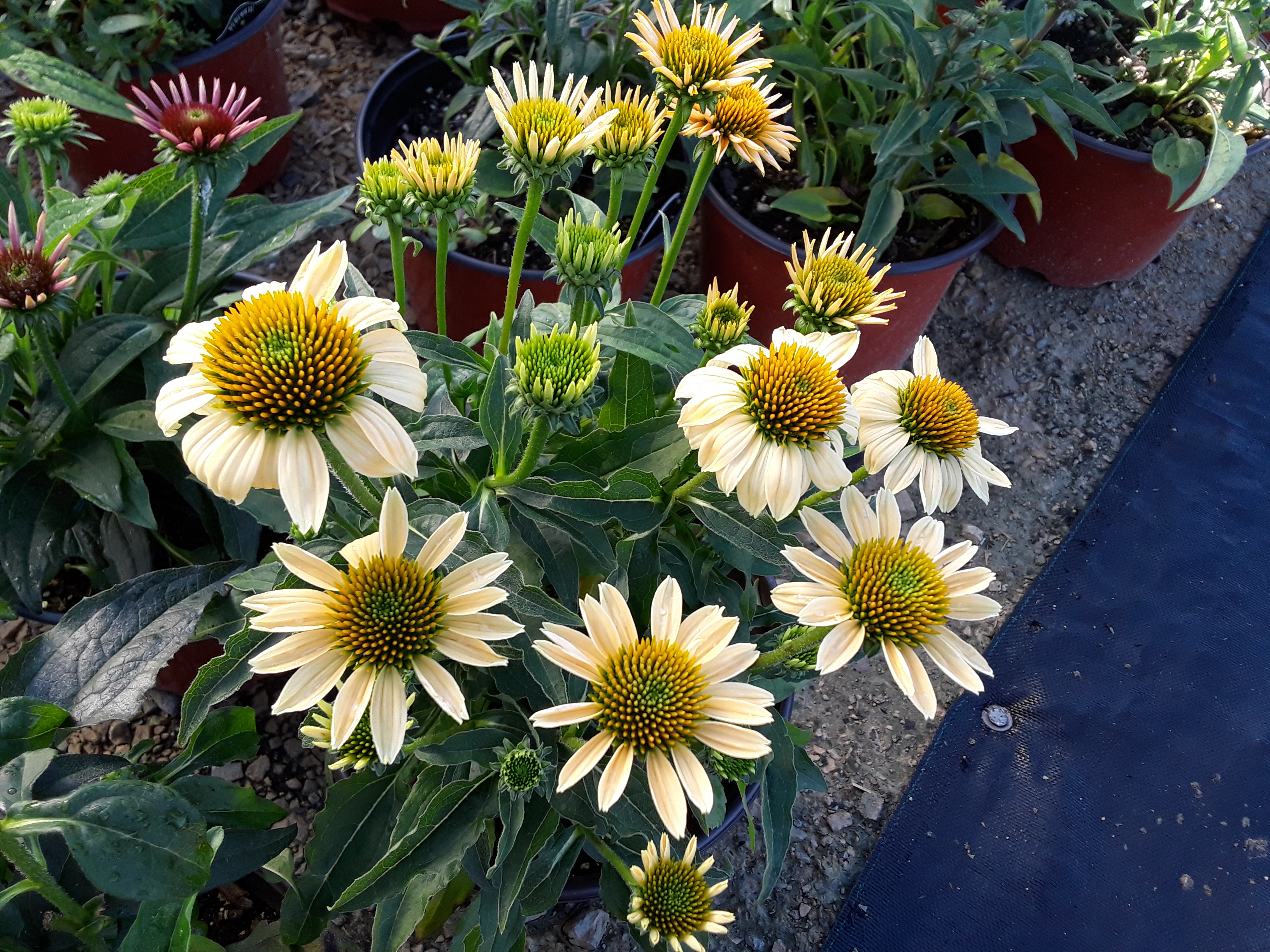 North Parish Gardens