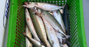 Photo n°13 de A3PB - PECHE ET PROMENADE EN MER - AIGUE MARINE à Talmont-Saint-Hilaire (Agence d'excursions en bateau)