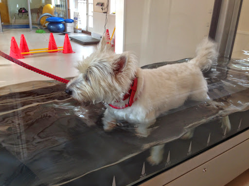 Active Pet - Thumbnail