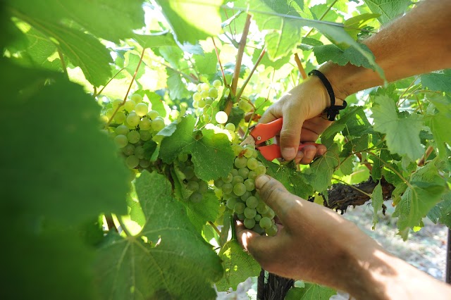 Guido Berlucchi & C. Spa
