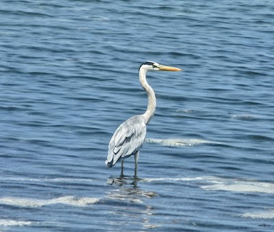Photos of Vaadhoo