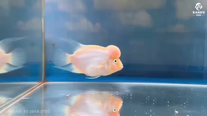 ランク・アクア (RANKU AQUA)