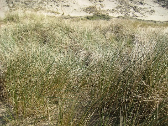 Cape Kiwanda State Natural Area