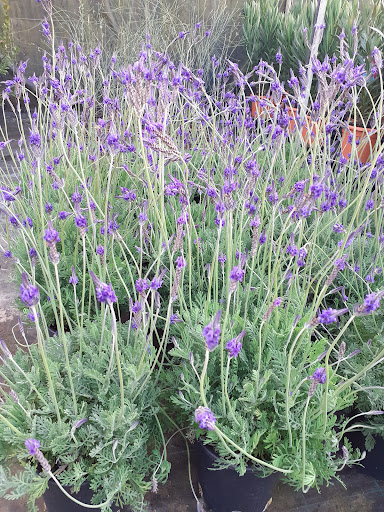 Giardino Fiorito dei F.lli Secchi - Thumbnail