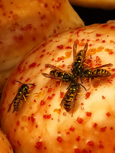 Schäfers - Visual