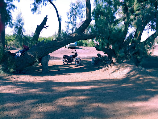 Gallos San Fernando - Thumbnail