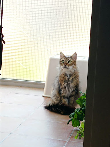 Clínica Veterinaria Vallirana - Thumbnail