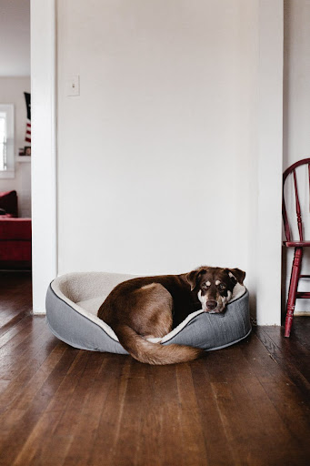 Jaspers Pets - Visual