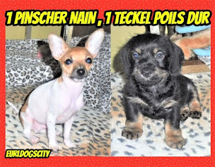 Photo n°35 de DOG'S CITY à Saint-Nauphary (Dresseur d'animaux de compagnie)