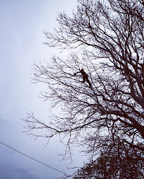 Photo n°13 de Bosc Elagage à Peaugres (Service d'élagage)