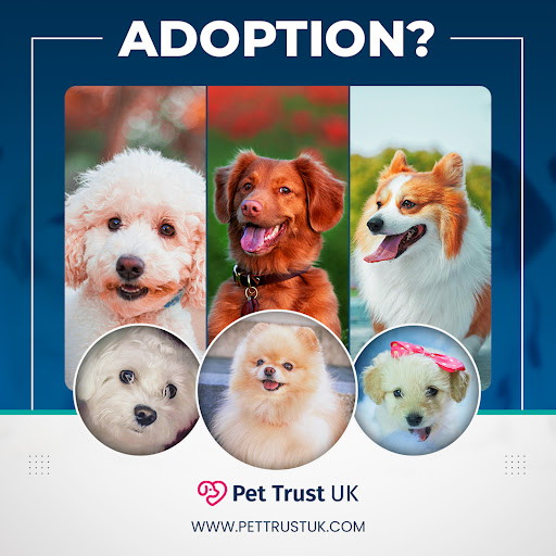 Pet Trust Uk Gallery - United Kingdom