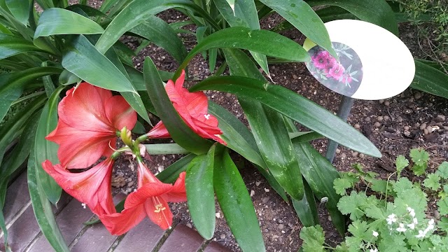 Barbican Conservatory