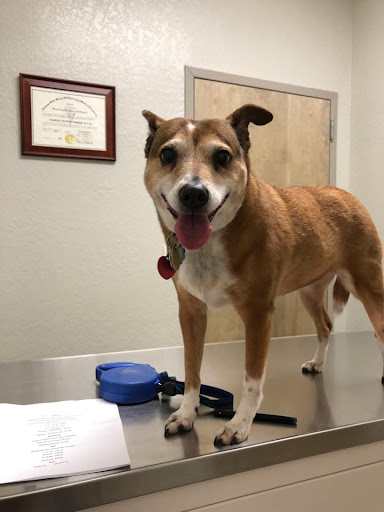 MAC Animal Hospital - Thumbnail