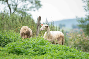 Photo n°16 de Bergerie des Chalots à Girmont-Val-d'Ajol (Éleveur)