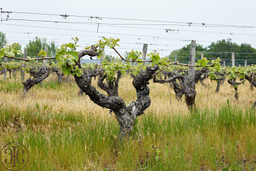 Ampelio - Vente de Domaines Viticoles en Val de Loire