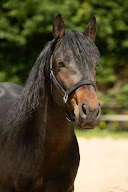Elevage du Brana à Saint-Castin