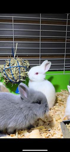 Ciales Pet Shop - Thumbnail