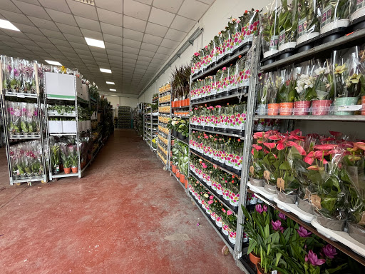 DBN Plants ingrosso piante